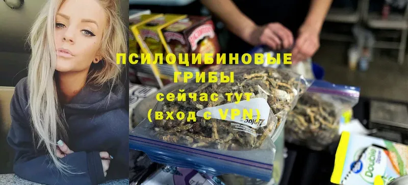 Галлюциногенные грибы Psilocybe  Нальчик 